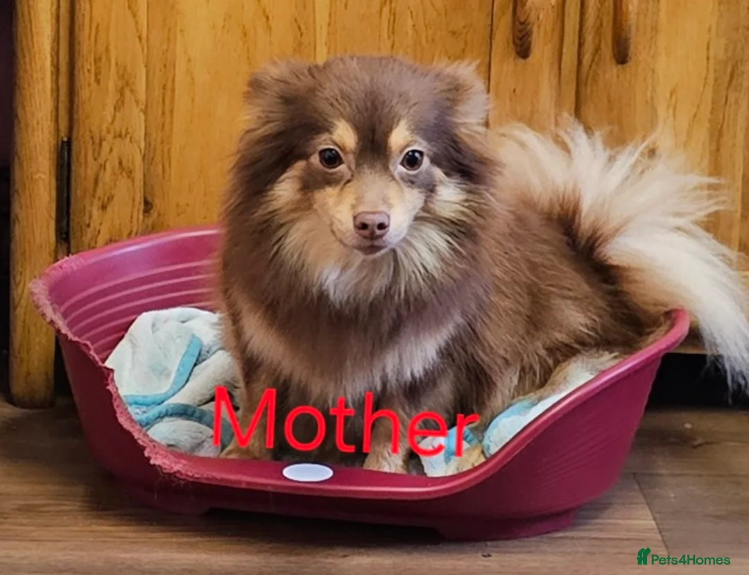 Pomeranian dogs for sale: 4 baby pomeranians for sale - Advert 4