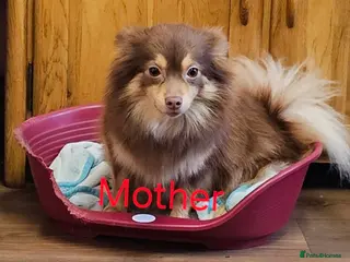 Pomeranian dogs 4 baby pomeranians for sale - Advert 1