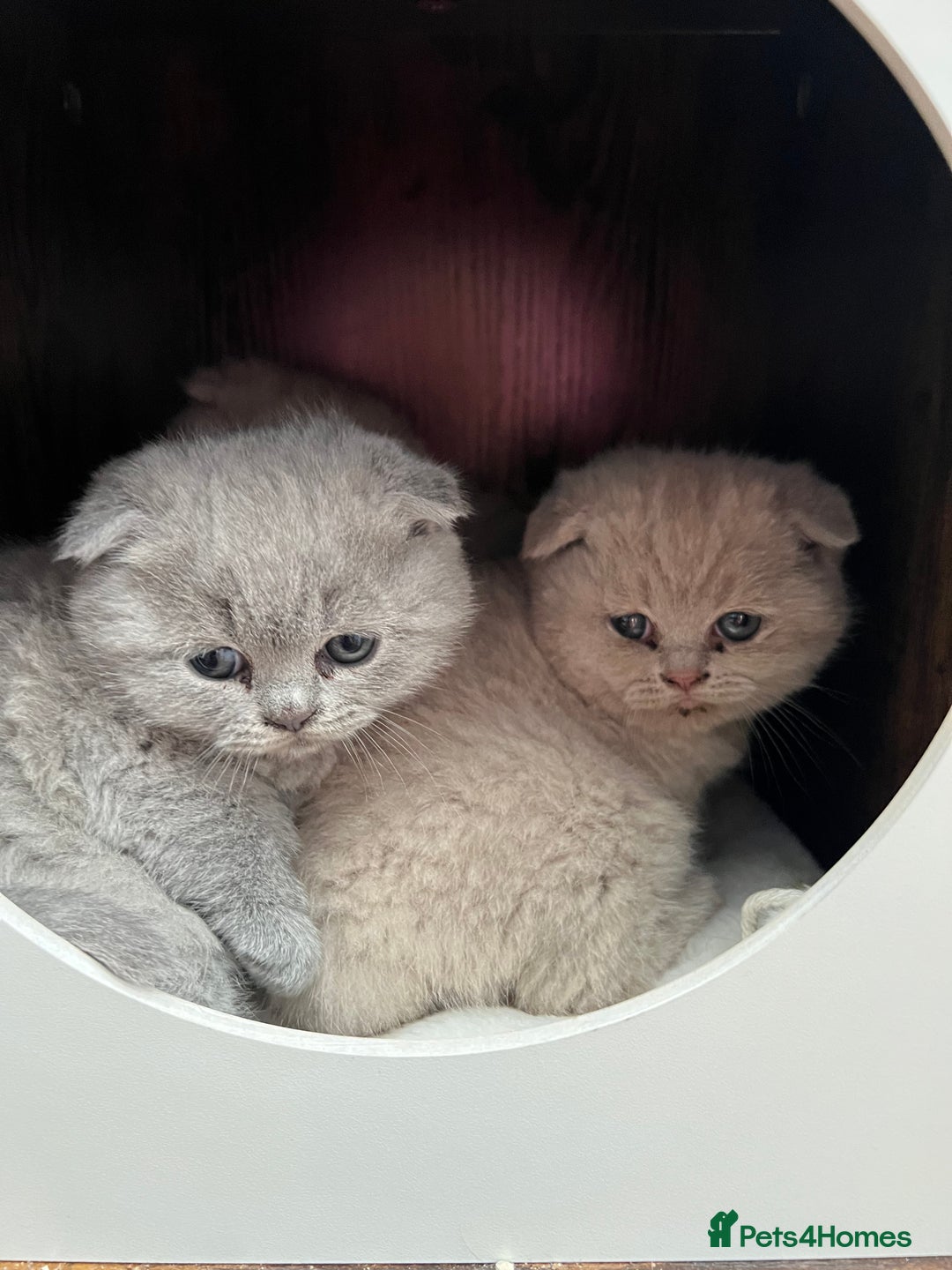 Mixed Breed cats for sale: Beautiful kittens available for loving homes. - Advert 6
