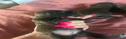 Mixed Breed dogs for sale: Female Cocker × Bullmastiff in Gloucester - Advert 7