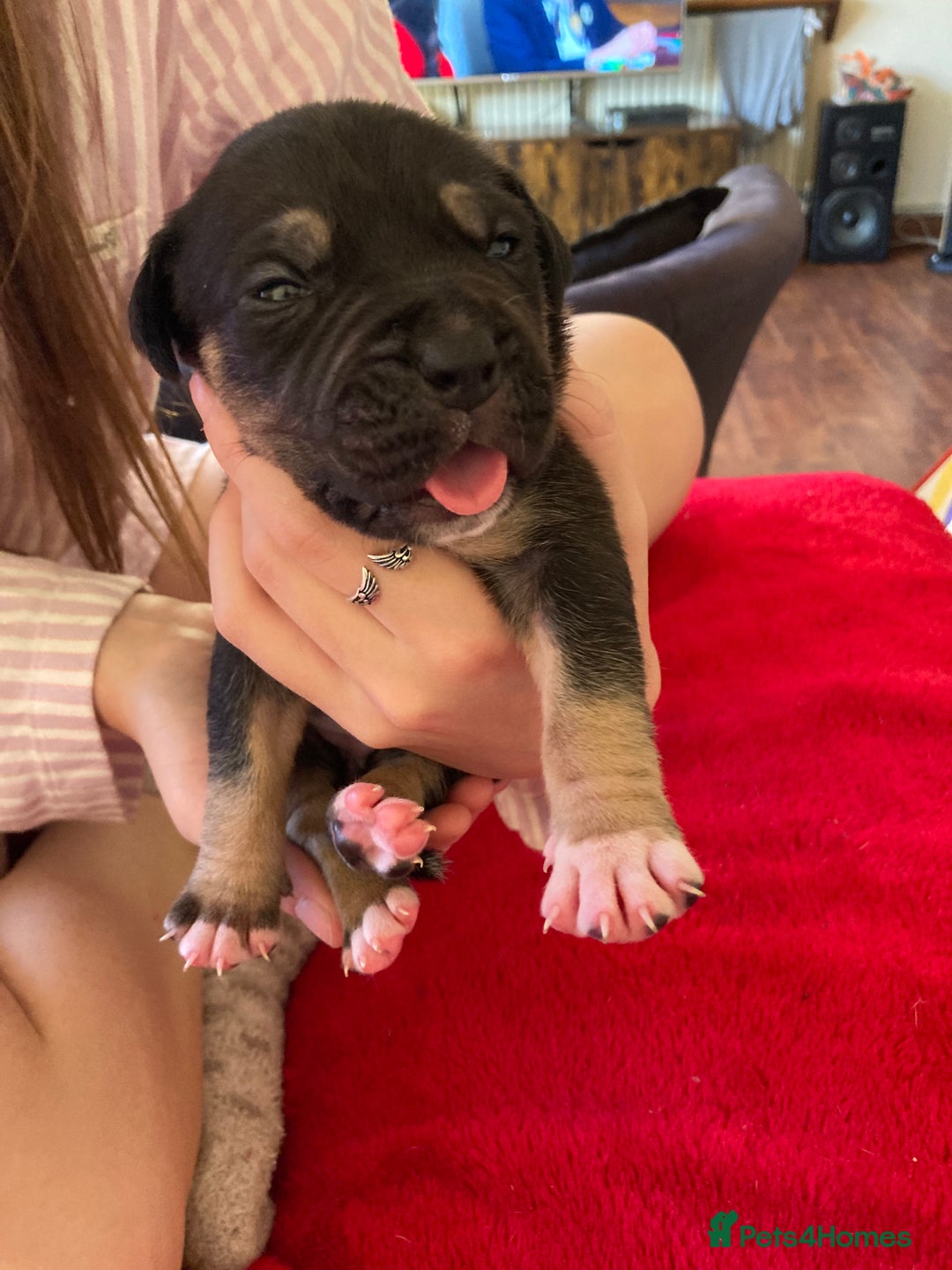 Mixed Breed dogs for sale: Mastiff x Staffy Puppies  - Advert 3