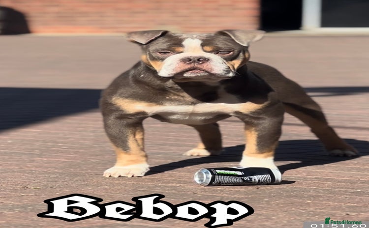 Olde English Bulldogge dogs in Wisbech - Advert 14