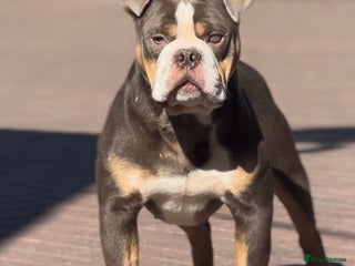 Olde English Bulldogge dogs in Wisbech - Advert 3