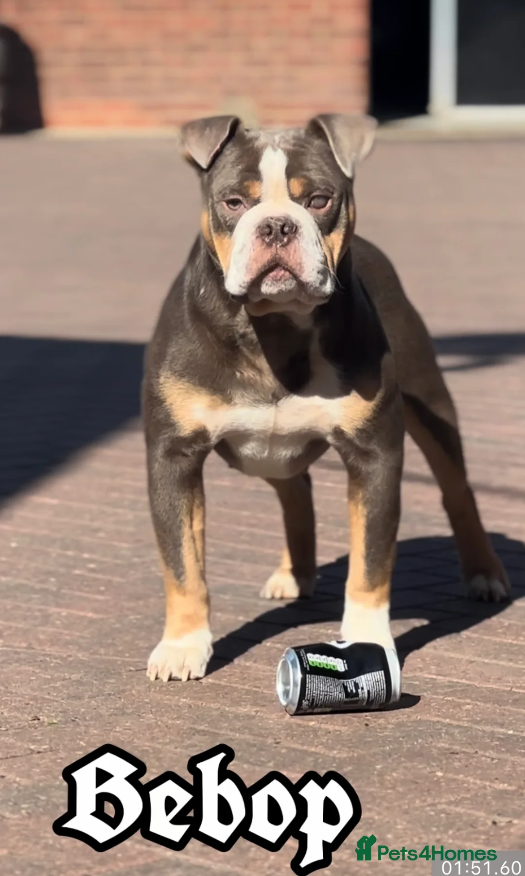 Olde English Bulldogge dogs for stud: 5⭐️LICENSED REGISTERED. 23 YEARS EXPERIENCE  in Wisbech - Advert 1