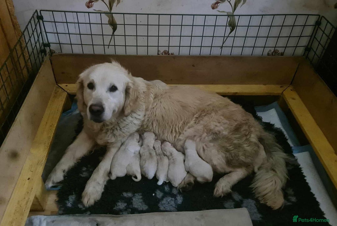 Golden Retriever dogs for sale: Two Stunning KC Registered Dog Puppies - Image 4