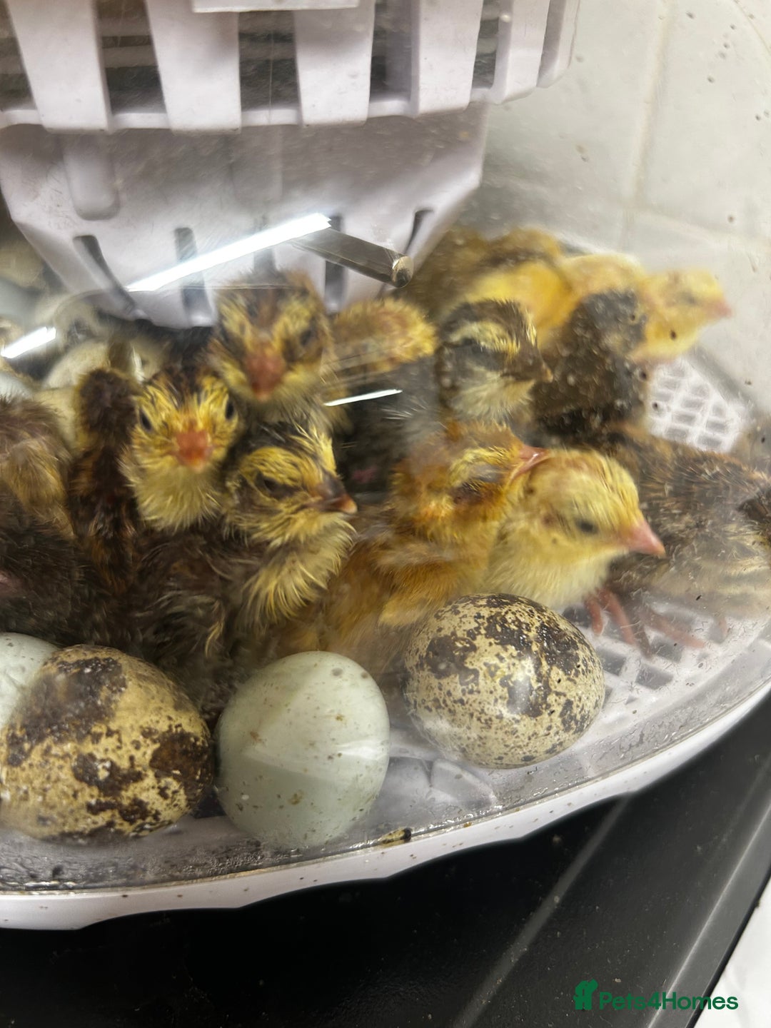 Mixed Breed birds for sale: Coturnix / Celadon chicks - Image 3