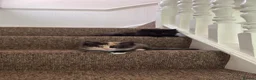 Mixed Breed cats for sale: Scotish fold mix kittens ready for there homes  - Advert 4