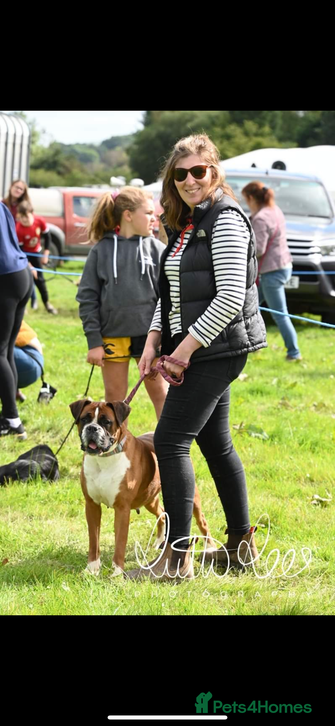 Boxer dogs for sale: 🌟 Beautiful Boxer Puppies for Sale 🌟 - Advert 7