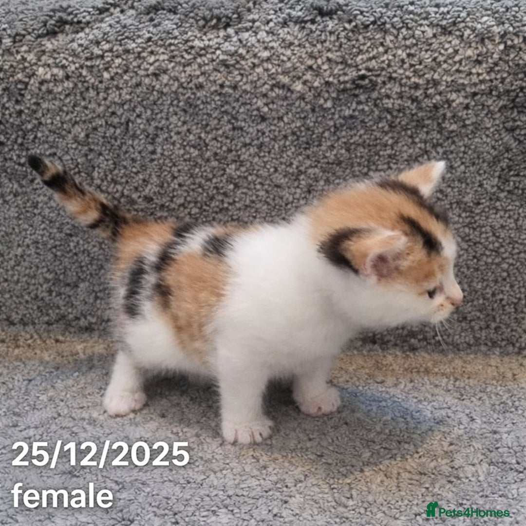 Mixed Breed cats for sale: Beautiful Kittens for Sale – 3 Females & 3 Males - Advert 23