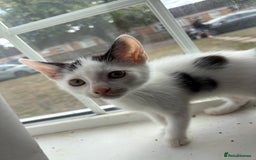 Domestic Shorthair cats for sale: Kittens looking for their forever home - Image 4