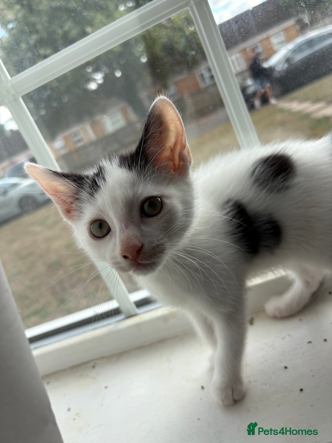 Domestic Shorthair cats for sale: Kittens looking for their forever home - Image 4