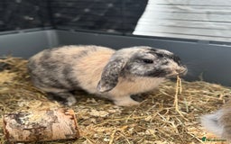 Cashmere Lop rabbits for sale: Alvin and Ronnie - Image 6