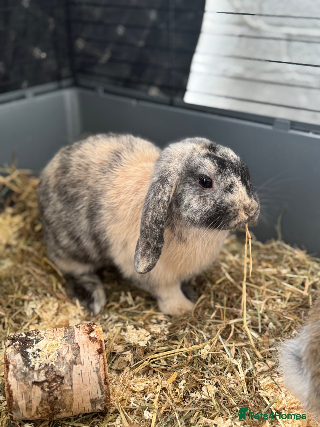 Cashmere Lop rabbits for sale: Alvin and Ronnie - Image 6