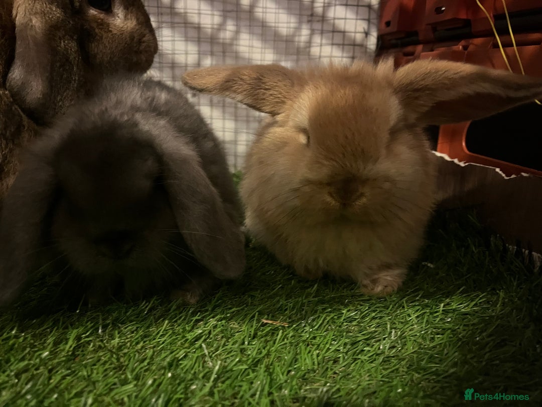 French Lop rabbits for sale: bunny - Advert 2