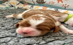 Cavalier King Charles Spaniel dogs for sale: Fully Health Tested Male CKCS Puppies - Image 29