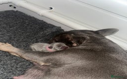 French Bulldog dogs for sale: 2nd litter of ⭐Jesus⭐️ natk9 frenchies - Image 6