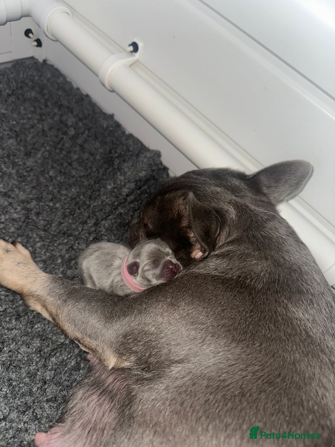 French Bulldog dogs for sale: 2nd litter of ⭐Jesus⭐️ natk9 frenchies - Image 6