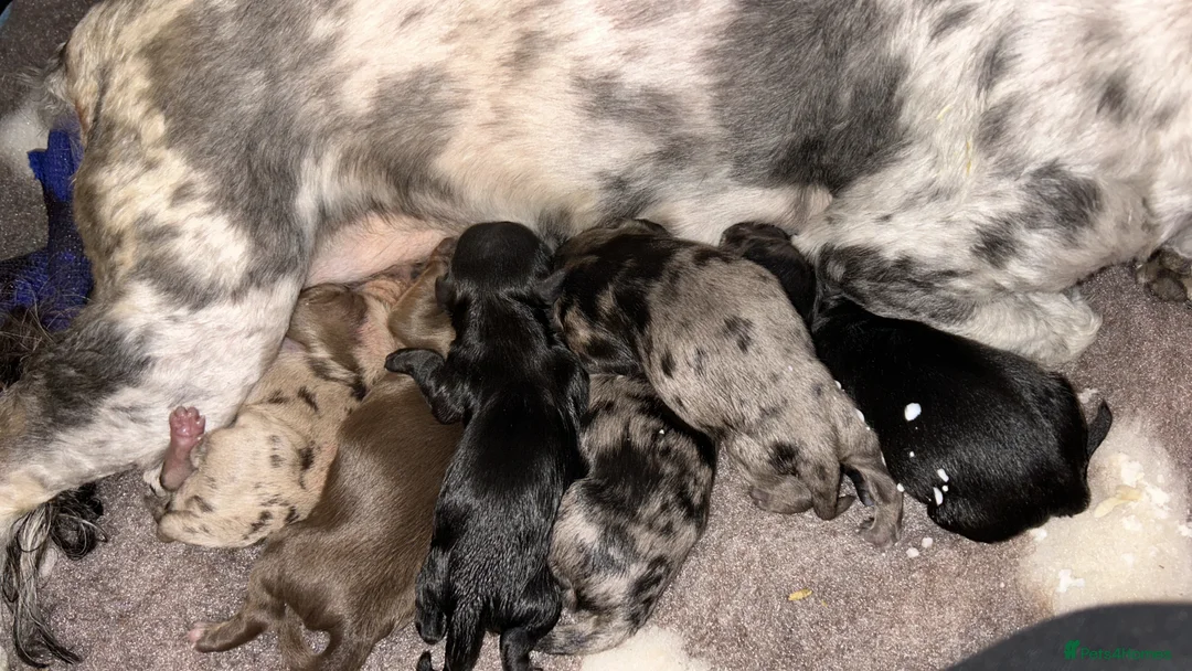 Lhasapoo dogs for sale: Stunning lhasapoo puppies rainbow litter  - Advert 19