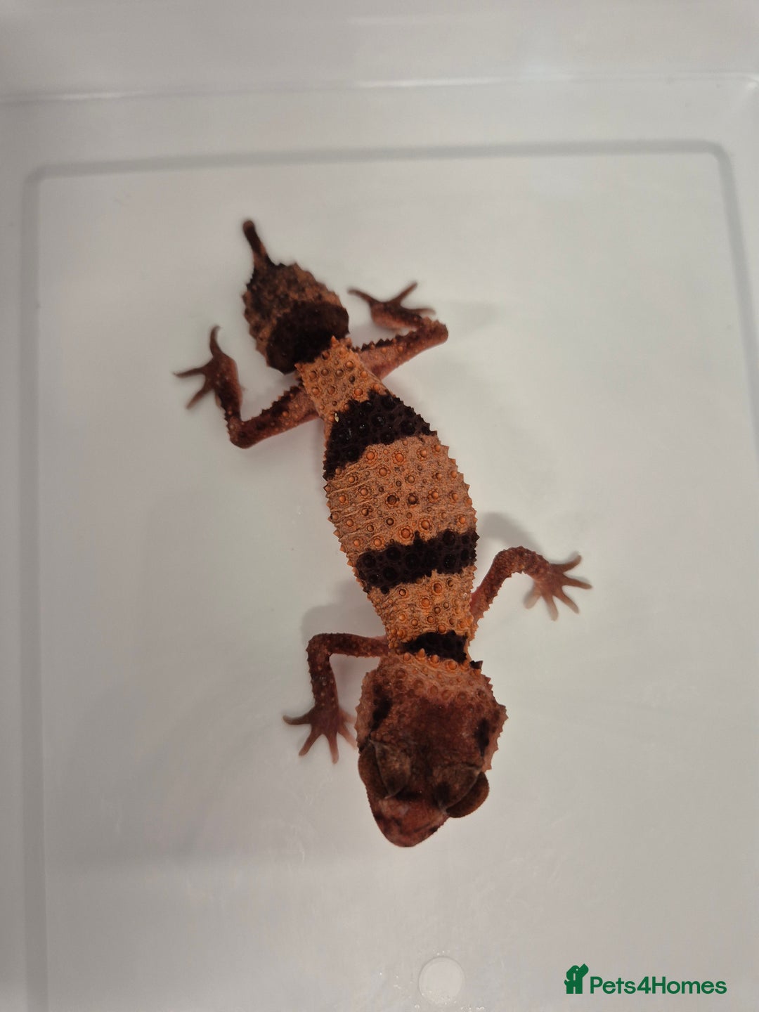 Gecko reptiles for sale: 2x knob tailed geckos for sale - Advert 1