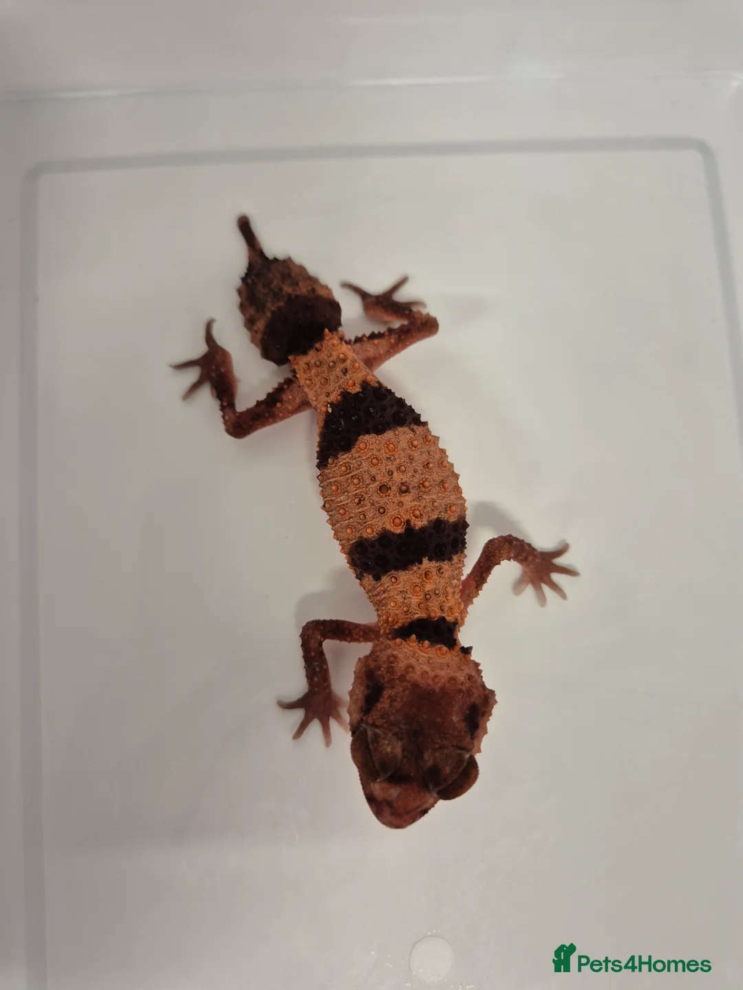 Gecko reptiles for sale: 2x knob tailed geckos for sale - Advert 1