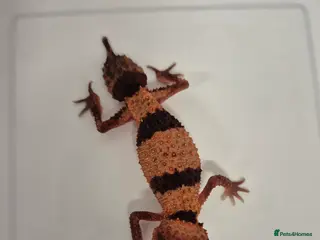 Gecko reptiles 2x knob tailed geckos for sale - Advert 12