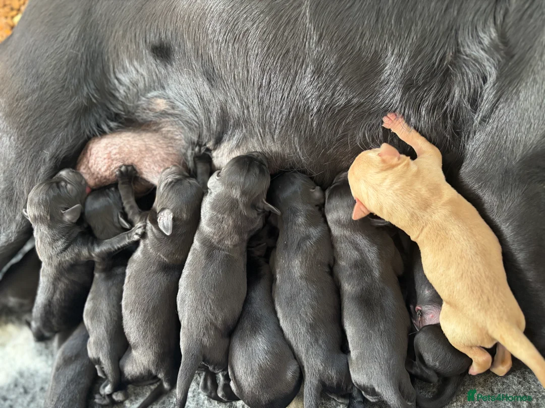 Labrador Retriever dogs for sale: Kc Reg Black Labrador Puppies  - Advert 2