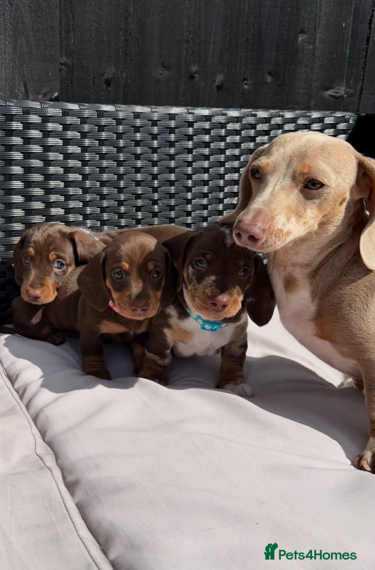 Miniature Dachshund dogs Outstanding miniature dachshund puppies  - Advert 1