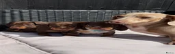 Miniature Dachshund dogs for sale: Outstanding miniature dachshund puppies  - Advert 1