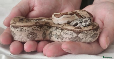 Snake reptiles - Advert 6