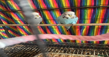 Budgerigars birds - Advert 12