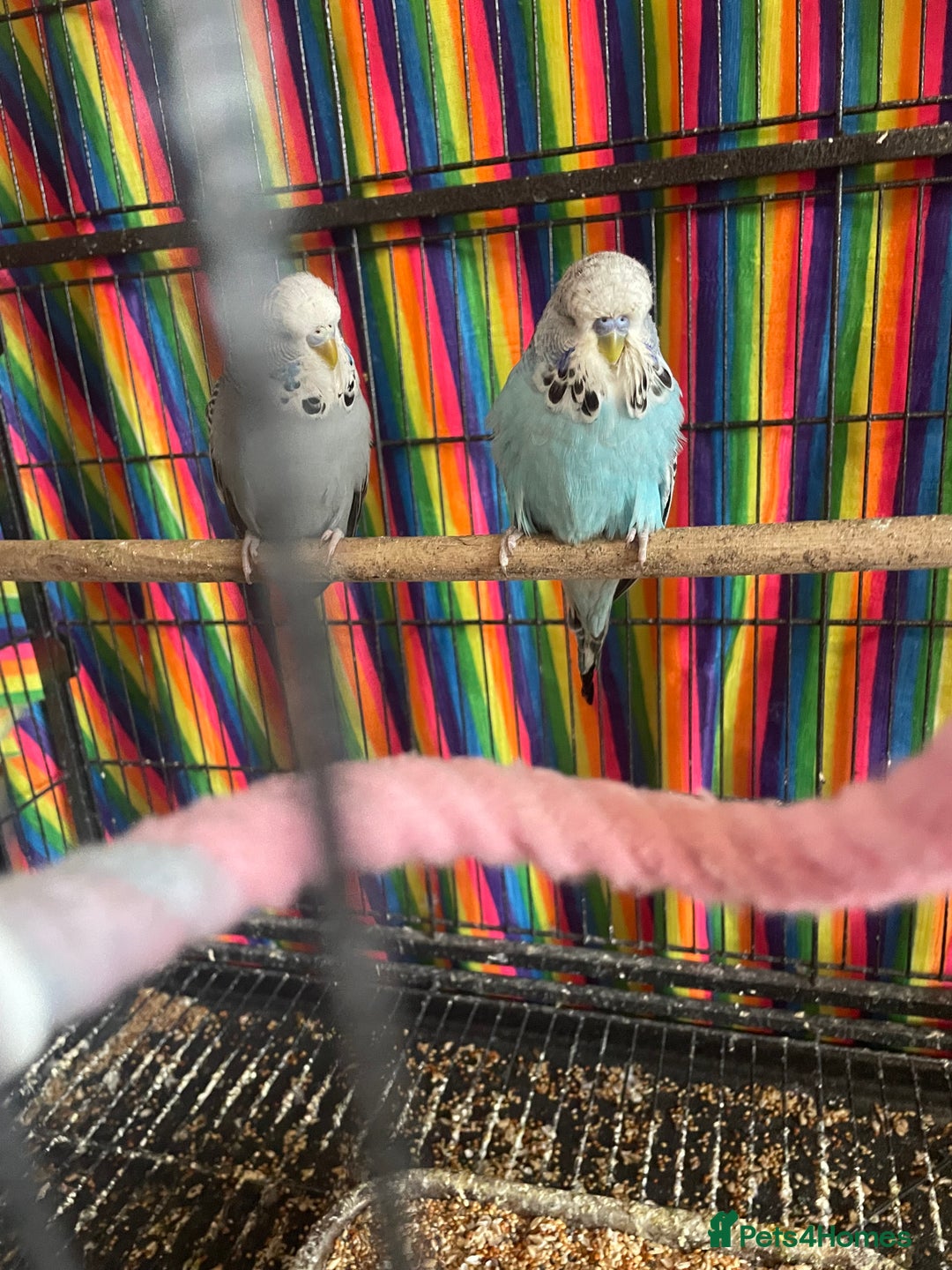 Budgerigars birds for sale: Baby Budgies’s males and females  - Image 2