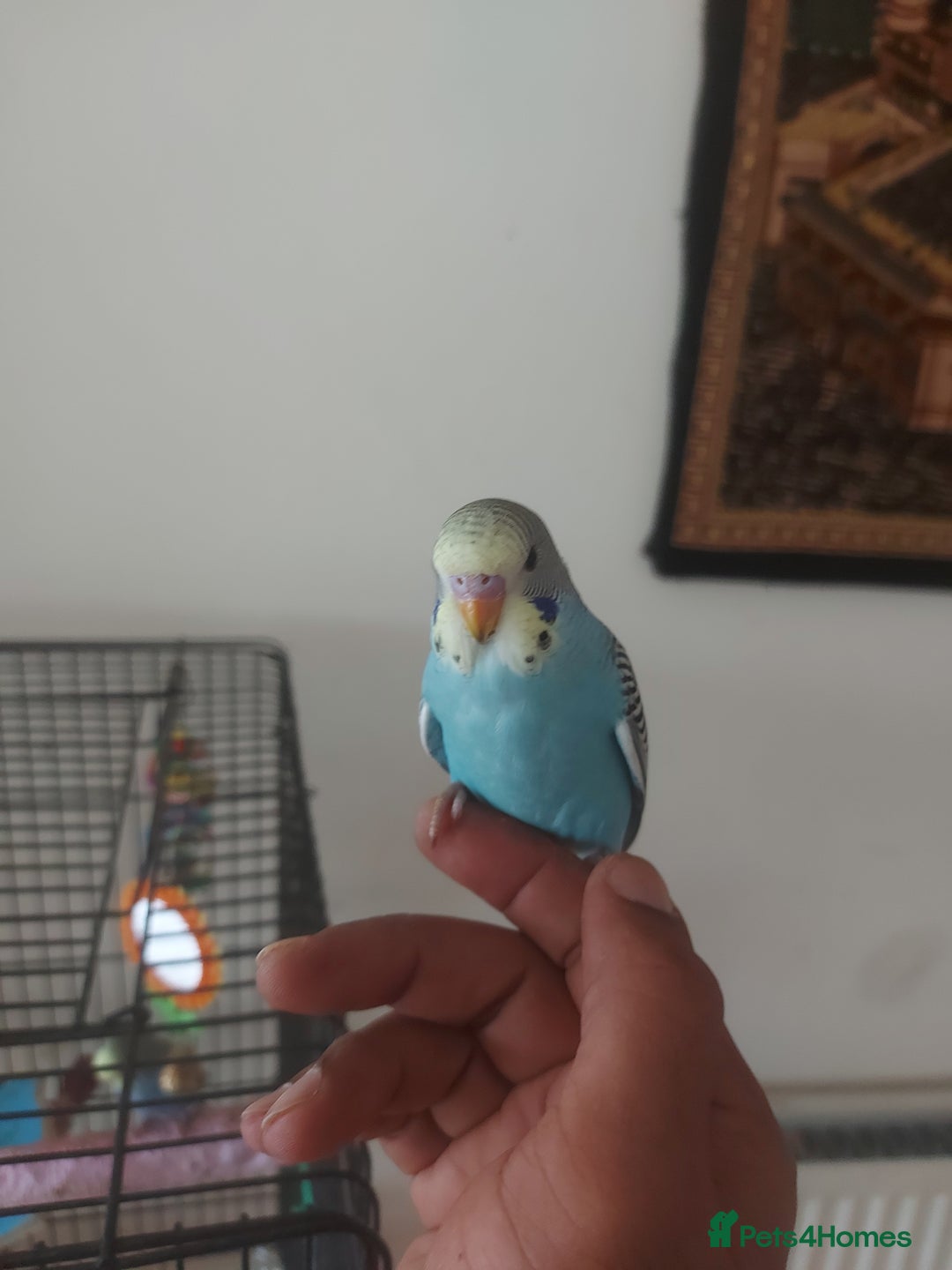 Budgerigars birds for sale: Young budgies - Image 4