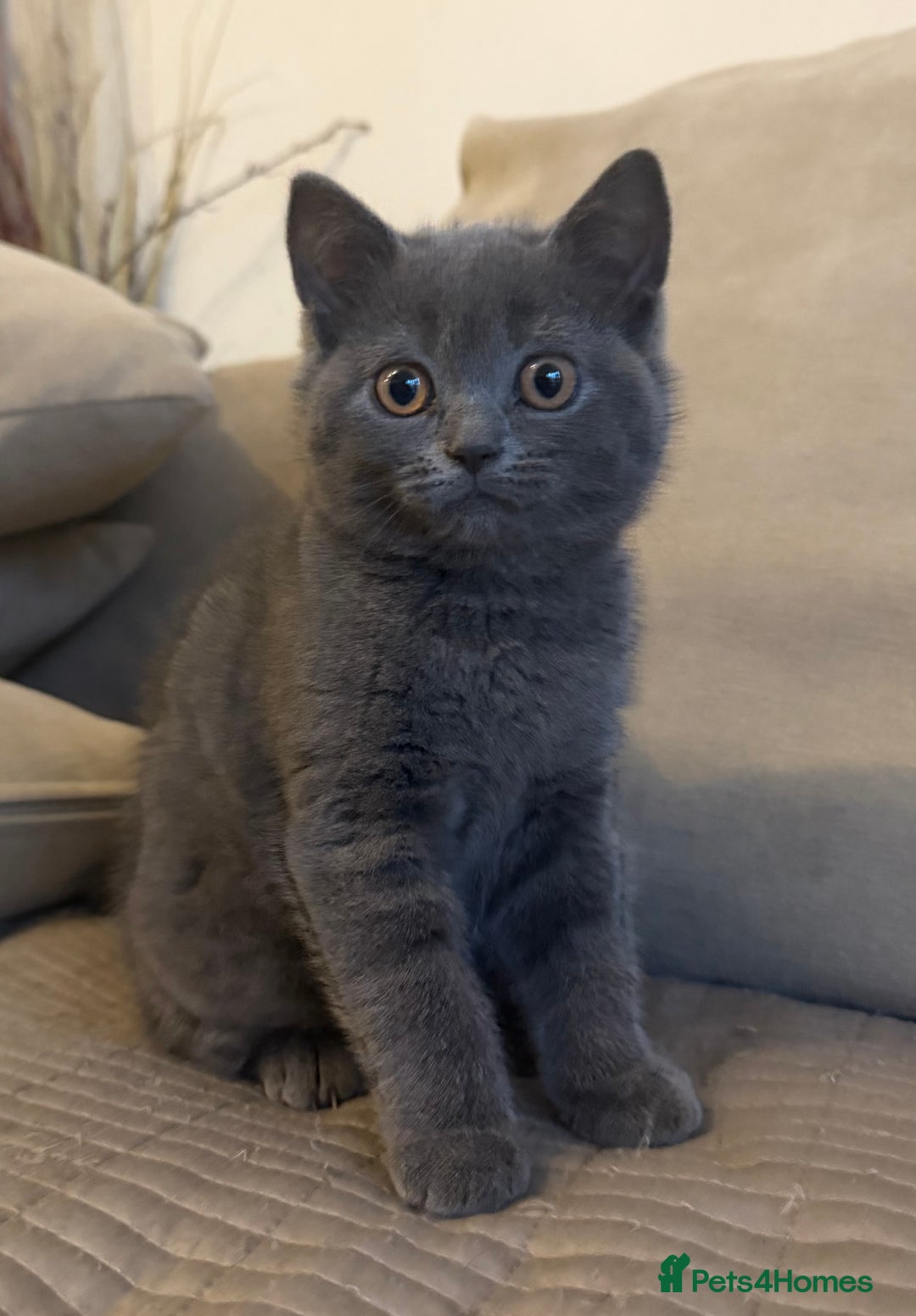 British Longhair cats for sale: 🐾 Adorable British Longhair Kittens  - Image 3