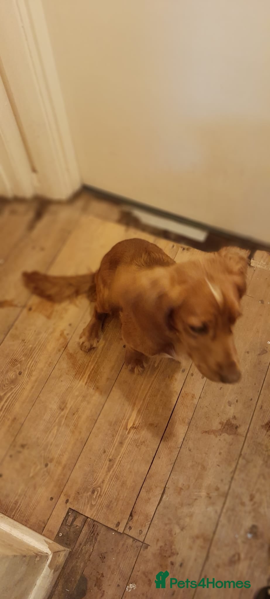 Cocker Spaniel dogs Male cocker spaniel dog for a new home  - Advert 16