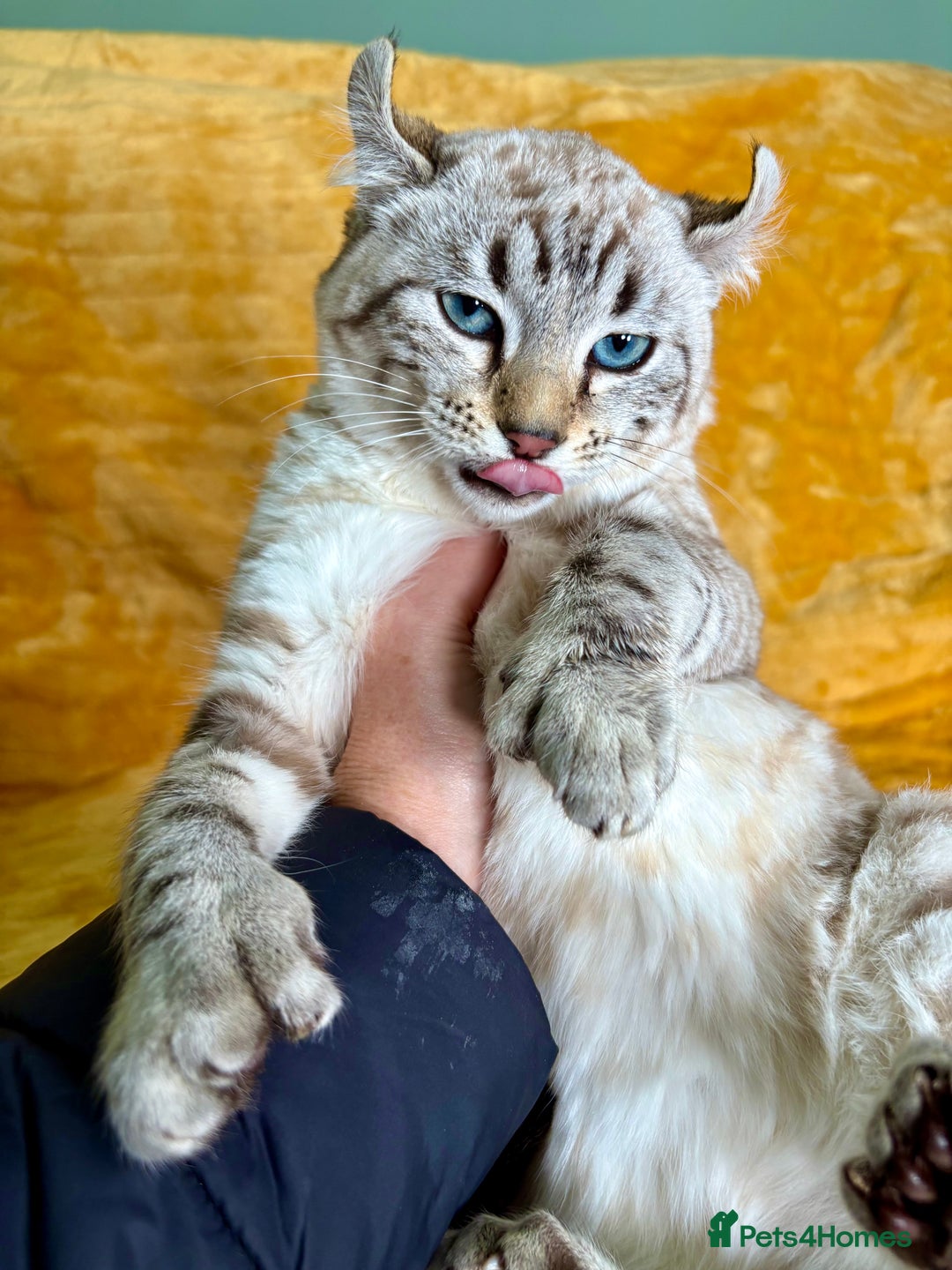 Keetso cats for sale: Super wild looking poly curled eared leopard  - Advert 17