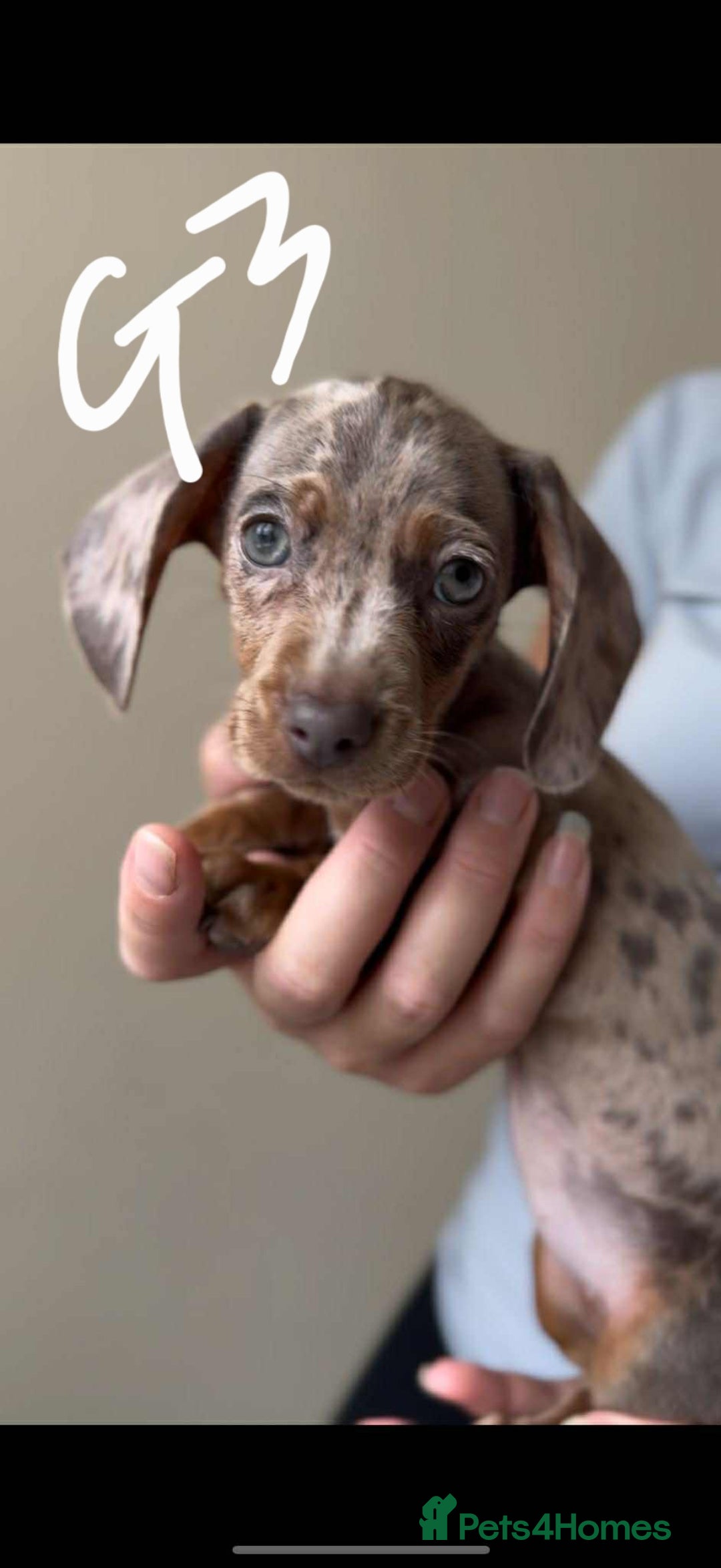 Miniature Dachshund dogs for sale: Absolutely beautiful miniature dachshund  - Image 5