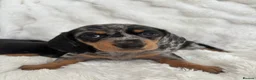 Miniature Dachshund dogs for sale: Miniature smooth coated Dacshund’s  - Advert 14