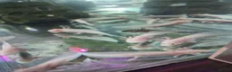 Axolotl reptiles for sale: Juvenile axolotls - Advert 9