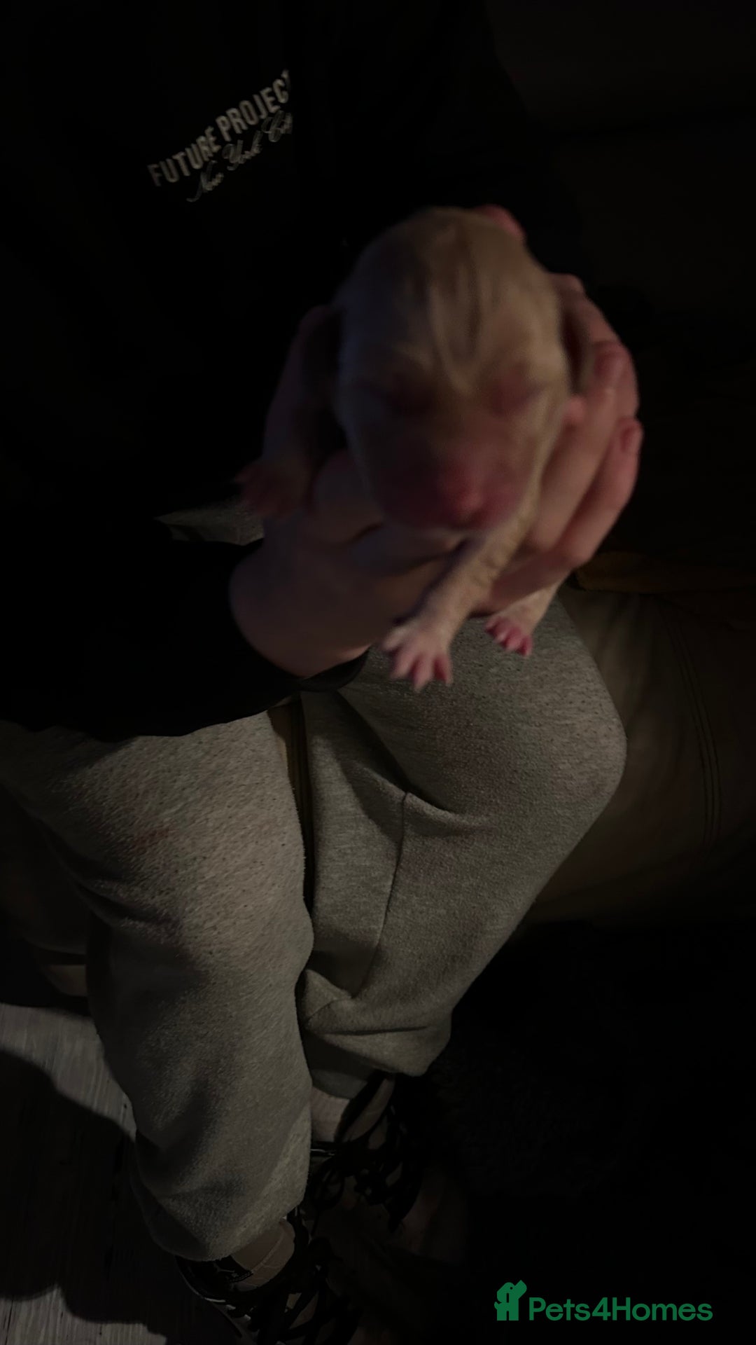 Labrador Retriever dogs for sale: Labrador puppies - Advert 4