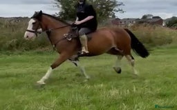 Welsh Section C horses for sale: godebog ulrika 14.2 - Image 6