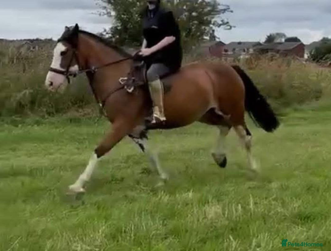 Welsh Section C horses for sale: godebog ulrika 14.2 - Image 6