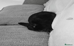 English Lop rabbits for sale: Female pair  - Image 2