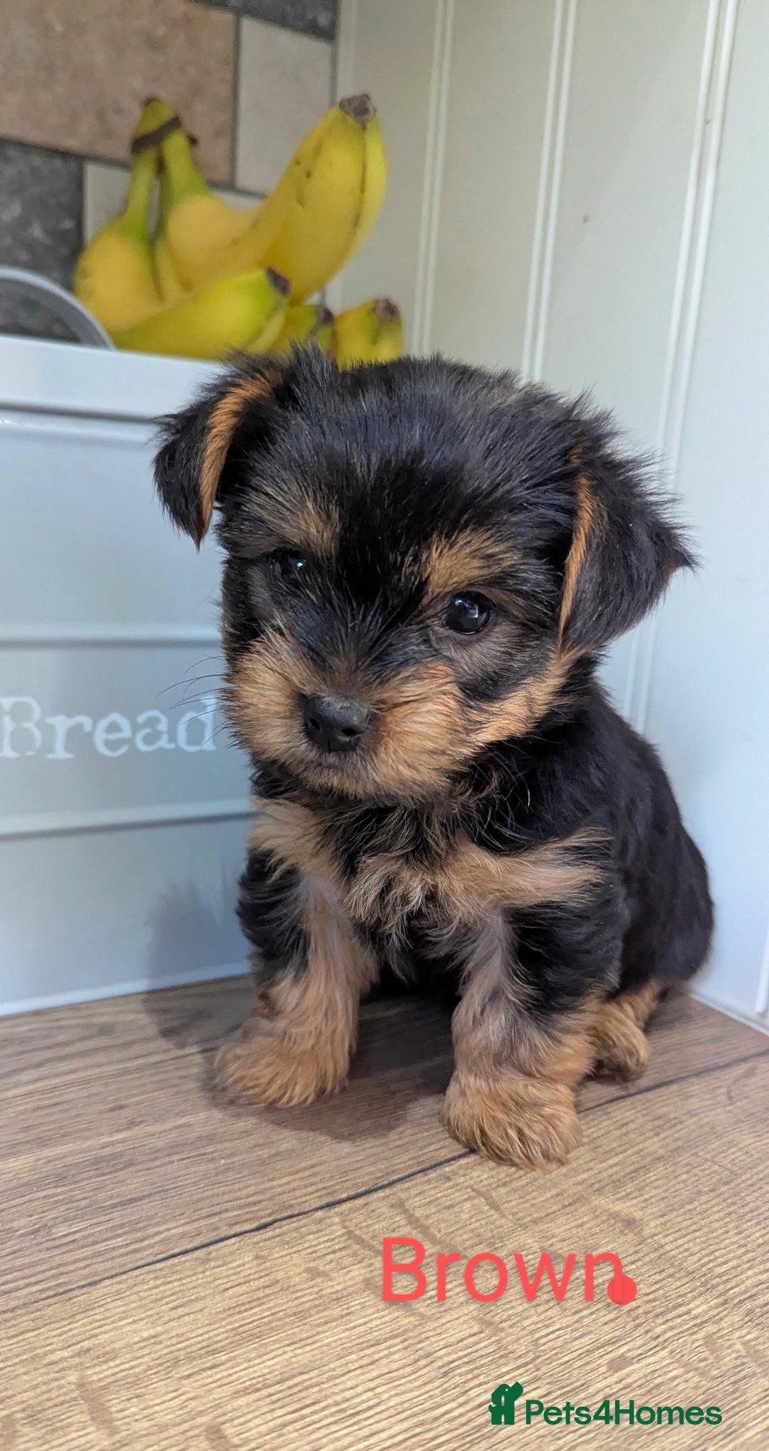 Yorkshire Terrier dogs for sale: Adorable Purebred Yorkshire Terrier Puppies - Image 15