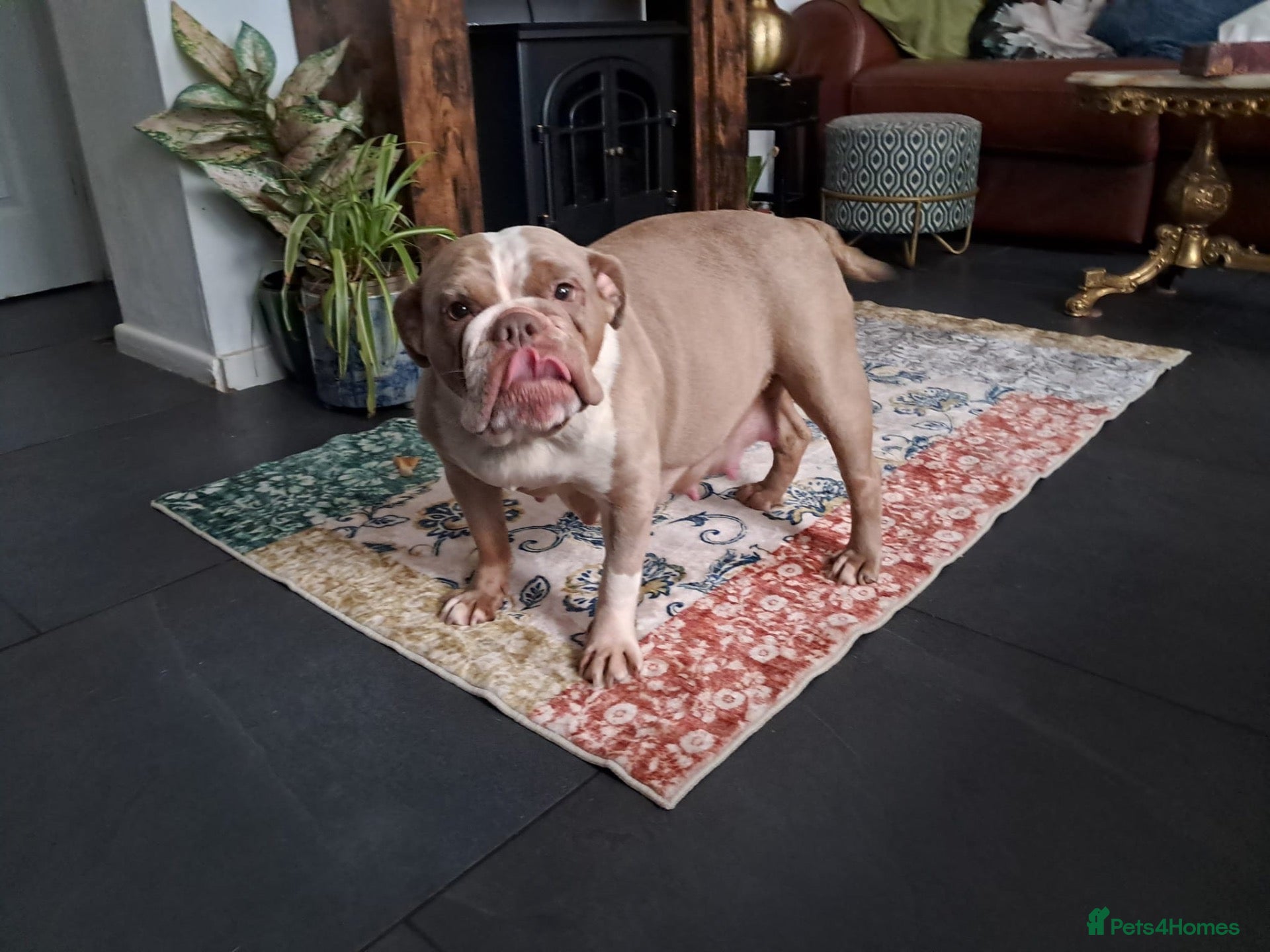 Olde English Bulldogge dogs  old time English bulldog puppies for sale!!! - Advert 1