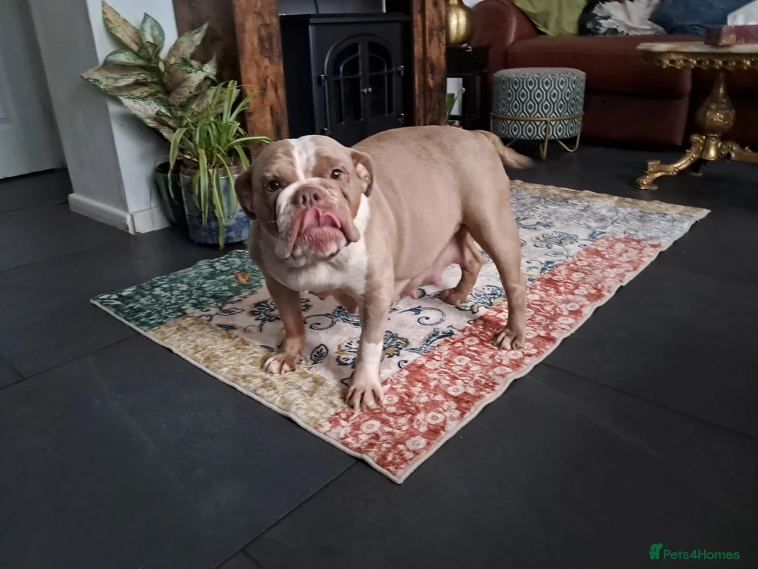 Olde English Bulldogge dogs for sale:  old time English bulldog puppies for sale!!! - Advert 1