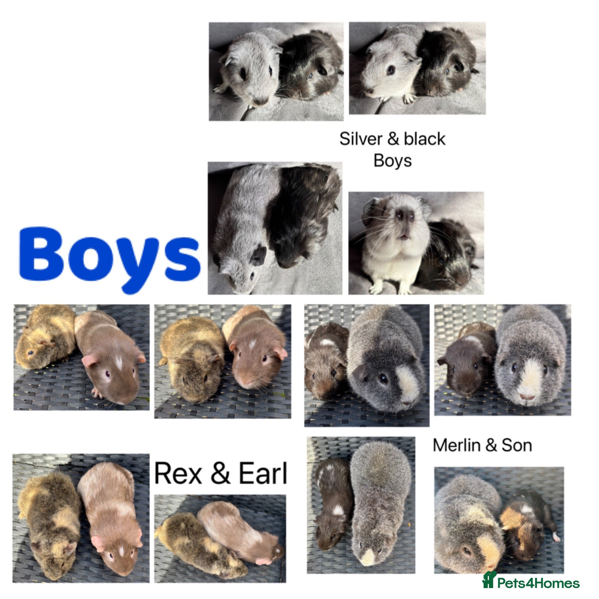 Guinea Pig rodents Boy/Male/Boar guinea pigs. In bonded pairs  - Advert 1