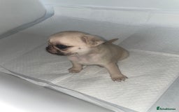 Pug dogs for sale: Pug Puppies  - Image 27