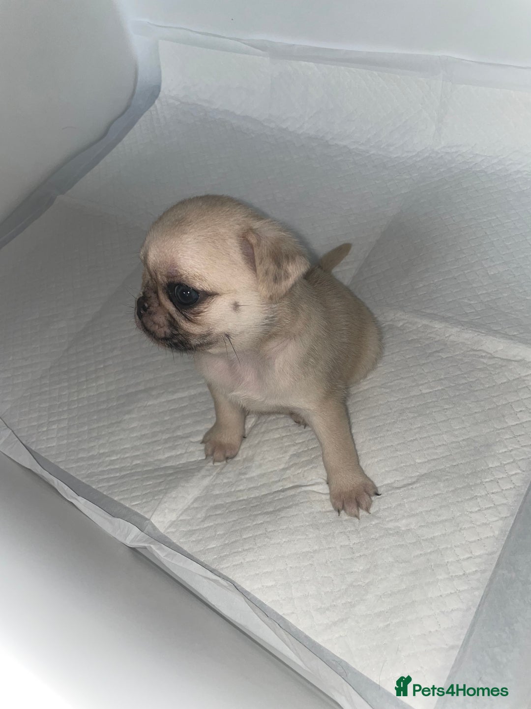 Pug dogs for sale: Pug Puppies  - Image 27