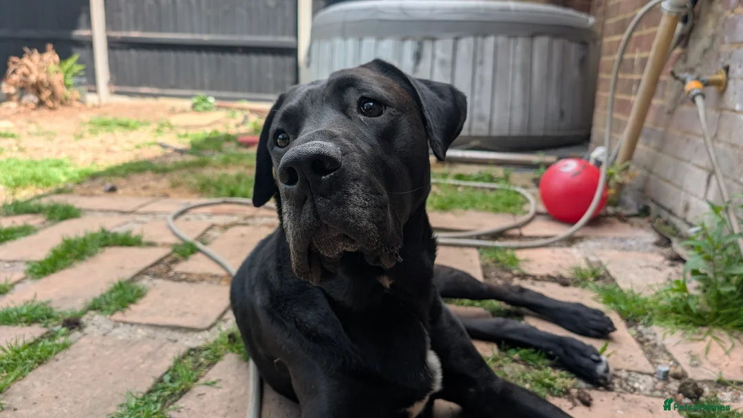 Mixed Breed dogs for sale: For rehoming  - Advert 5