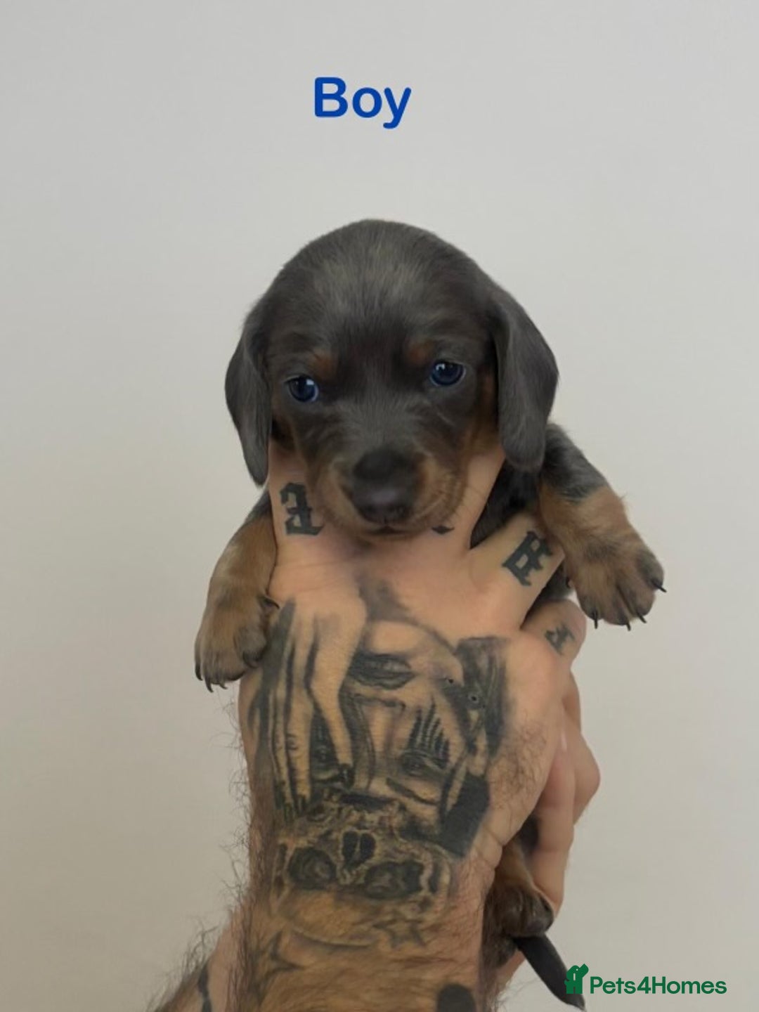 Miniature Dachshund dogs for sale: 5 Beautiful Miniature Dachshund’s  - Advert 4